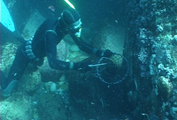 Abalone Diving